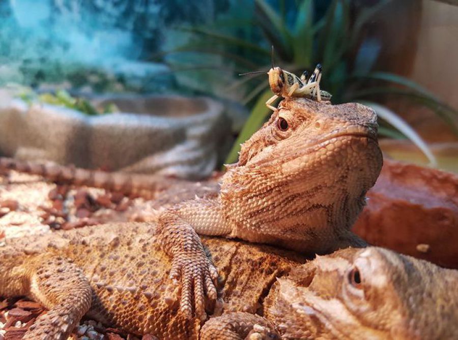 Things to Do in Chingford for Children